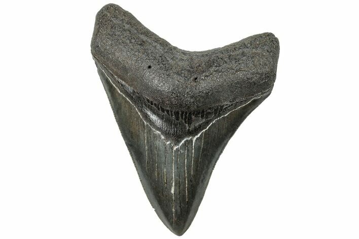 Serrated, Fossil Megalodon Tooth - South Carolina #310070